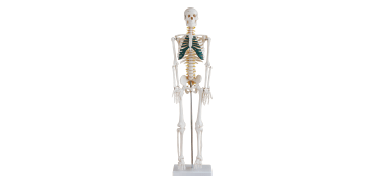  人体骨骼带神经模型85CM XC-102A 85cm