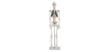  人体骨骼带神经模型85CM