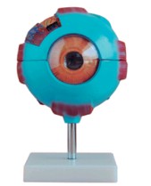  眼球放大模型BIX-A1052  