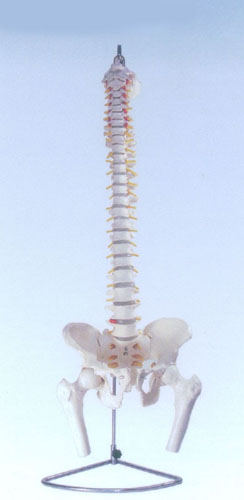  XC-126自然大脊椎附骨盆、半腿骨模型XC-126  