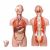  男、女两性人体背部开放式半身躯干模型KAR/10003  