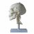  成人头颅骨带颈椎模型KAR/11111-3  
