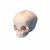  婴儿头颅骨模型KAR/11115  