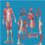  人体全身肌肉解剖模型KAR/11302-1  