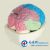  大脑分叶模型YLM-A18204  