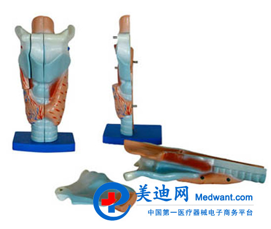 益联  喉解剖模型  YLM/A301