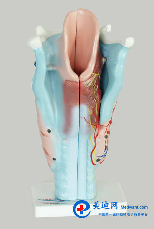 益联  喉解剖模型  YLM/A301