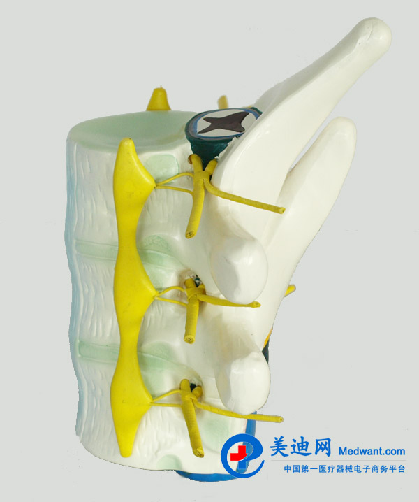 益联  脊髓和脊神经模型  YLM2099